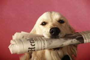Zeitung mit Hund